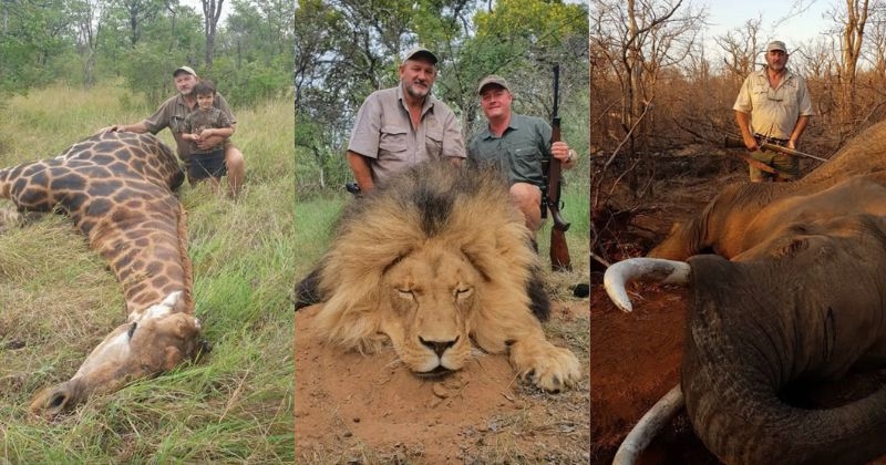 Ce chasseur controversé, qui aimait s’exhiber avec des dépouilles de lions et d’éléphants en guise de trophées, a été abattu