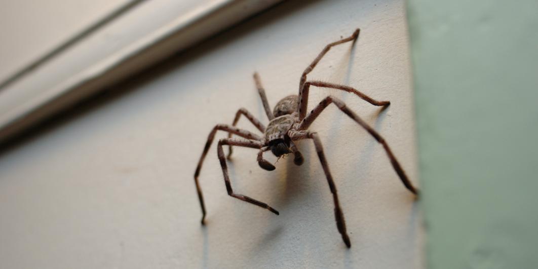 Au cours des prochaines semaines vous allez voir beaucoup d’araignées à la maison: voici à quoi vous devez vous attendre