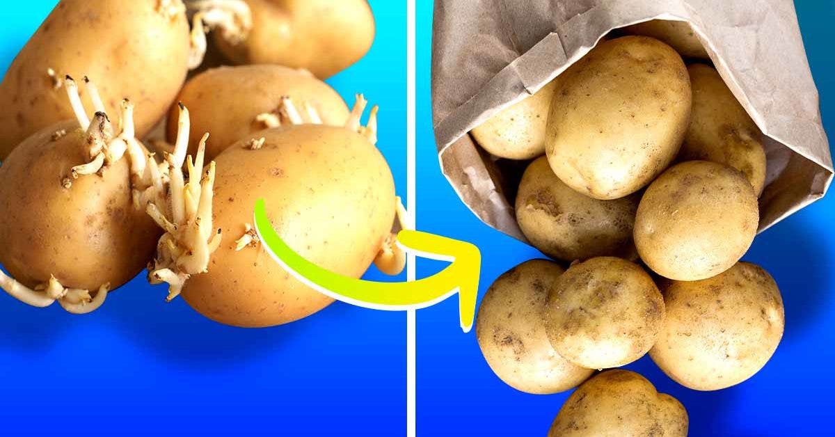 Comment stocker les pommes de terre pour éviter qu’elles ne germent ? L’astuce utile pour ne pas les jeter