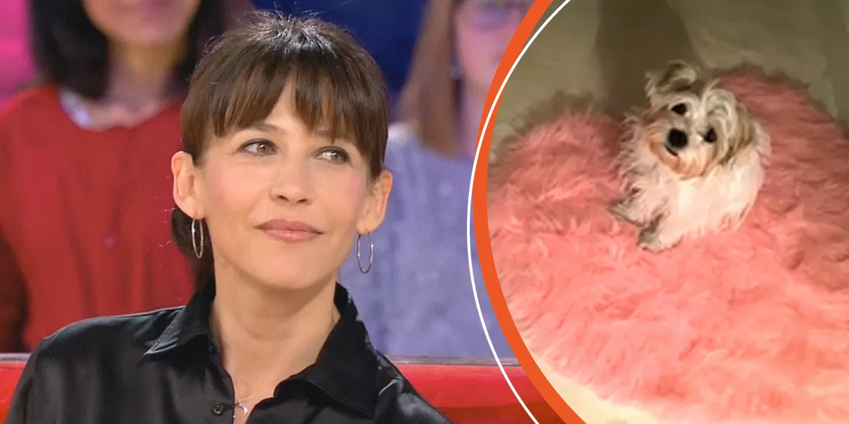 Sophie Marceau a sauvé un petit chien abandonné – Elle le considère alors comme “un ange tombé du ciel”