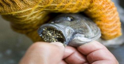 Pourquoi faut-il se méfier des poissons d’élevage ?