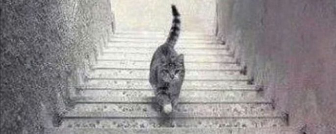 Seuls les plus intelligents savent si ce chat monte ou descend les escaliers. Le pouvez-vous?