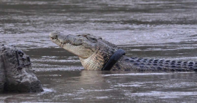 Indonésie : un villageois réussit à enlever le pneu que ce crocodile avait autour du cou depuis six ans